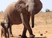 Teen Elephant Moms Earlier Than Others Science News redOrbit