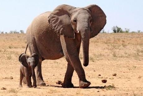 Teen Elephant Moms Die Earlier Than Others – Science News – redOrbit