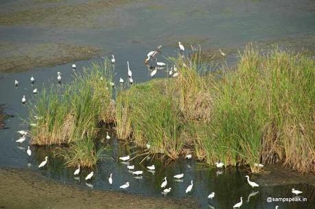 winged visitors of Karapakkam and the hovering one at that...