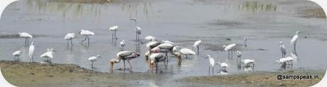 winged visitors of Karapakkam and the hovering one at that...