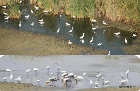 winged visitors of Karapakkam and the hovering one at that...