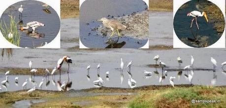 winged visitors of Karapakkam and the hovering one at that...