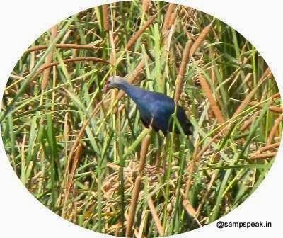 winged visitors of Karapakkam and the hovering one at that...