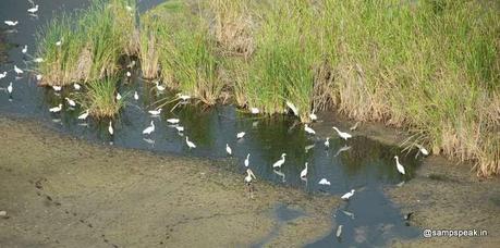 winged visitors of Karapakkam and the hovering one at that...