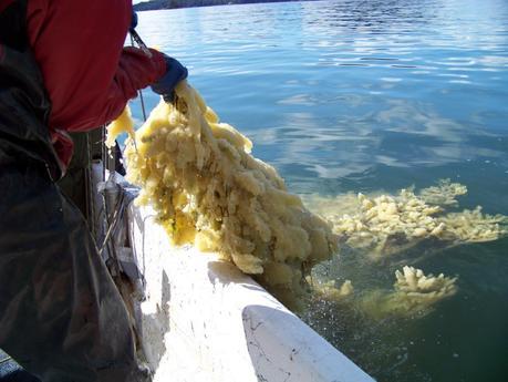 A Tlingit in Alaska gathering Herring roe.