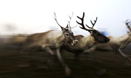 UV vision help reindeers find plants in snow cover, but in the depths of winter their wide irises and sensitive eyes means the power lines appear particularly bright. Photograph: Mark Bryan Makela/Corbis