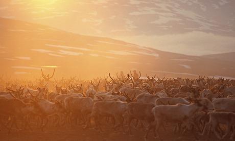 Sami reindeer, Salvasskardet, Troms County,  Bardu, Norway