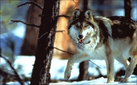 Endangered Mexican gray wolf at heart of political battle in Southwest | Al Jazeera America