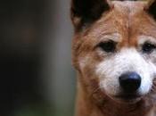 Unwanted Side Effects Poisoning Dingoes Conservation
