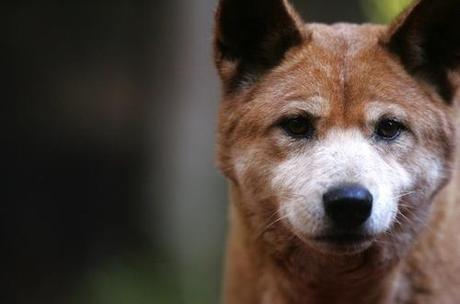 The unwanted side effects of poisoning dingoes – Conservation