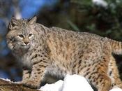 Saving Large Carnivores Ecosystem Requires Multifaceted Approach