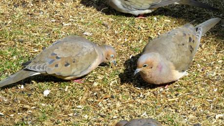 Mourning-Doves-in-Farmingdale,NY