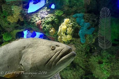 Ripley's Aquarium, Toronto, tank, fish, water, underwater, Toronto attractions, Topaz DeNoise