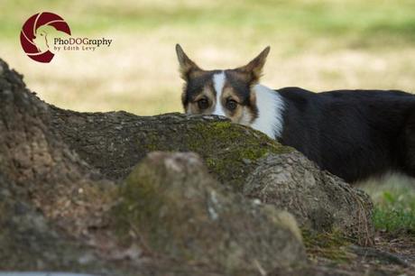 Toronto Pet Photographer, Paw Print Divas, Houston, photo shoot, lifestyle pet photography, Corgi, Topaz DeNoise