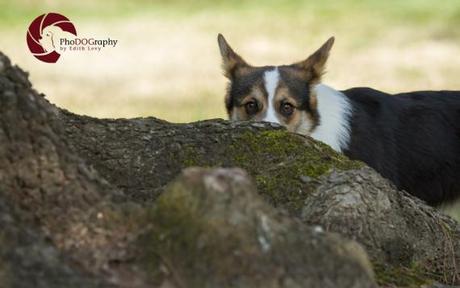 Toronto Pet Photographer, Paw Print Divas, Houston, photo shoot, lifestyle pet photography, Corgi, Topaz DeNoise