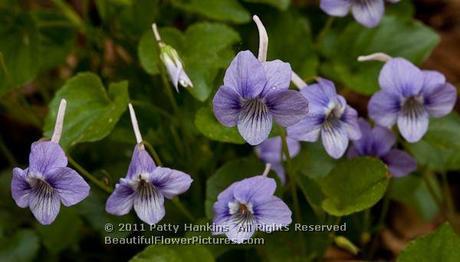 Long Spurred Violet © 2011 Patty Hankins