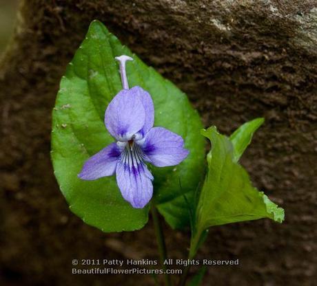 Long Spurred Violet © 2011 Patty Hankins