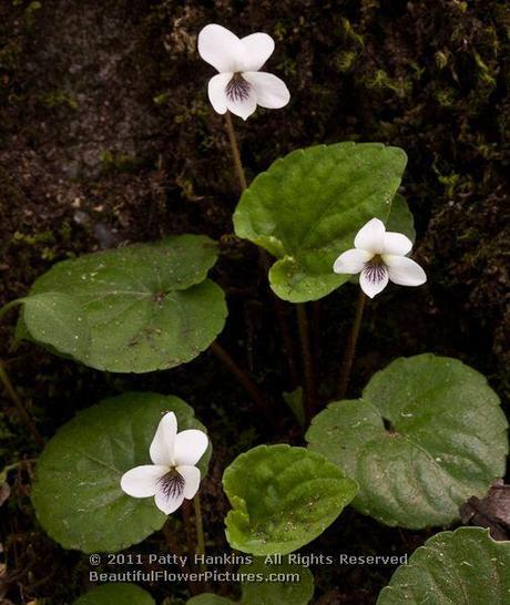 Sweet White Violets  © 2011 Patty Hankins