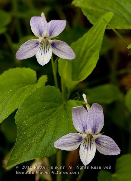 Long Spurred Violet © 2011 Patty Hankins