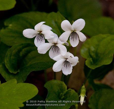 Sweet White Violets  © 2010 Patty Hankins