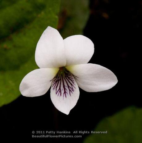 Sweet White Violets  © 2011 Patty Hankins