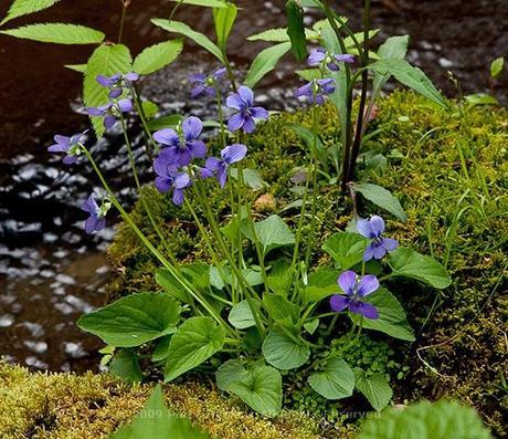 Marsh Blue Violet  © 2009 Patty Hankins