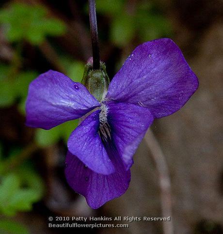 Marsh Blue Violet  © 2010 Patty Hankins