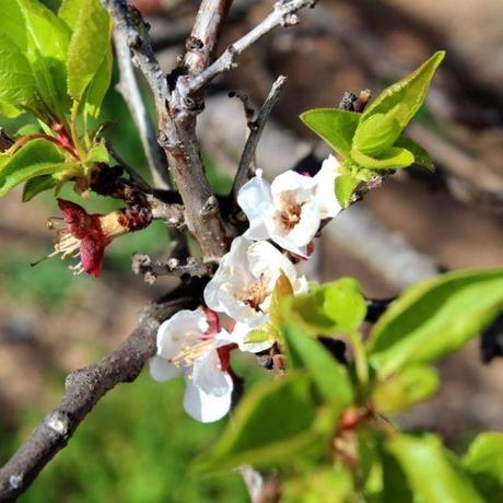 apricotblooms