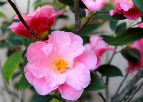 camelia