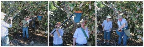 picking avocados