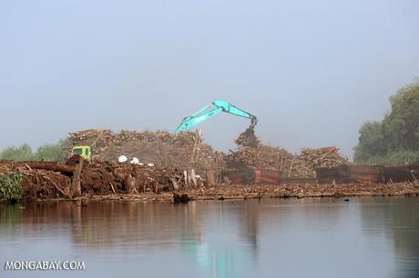Cranes loading trucks with acacia logs in Riau Province, Indonesia. Photo Credit: Mongabay