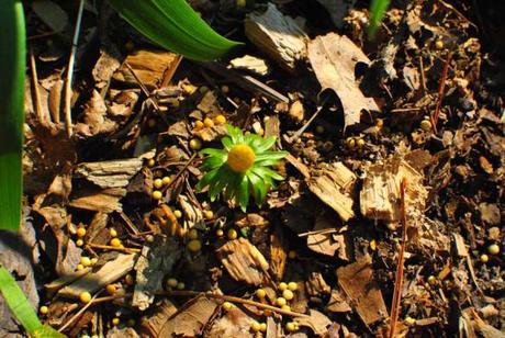 Eranthis hyemalis