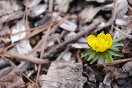 eranthis non macro