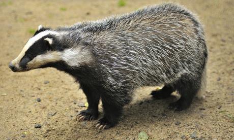 Pilot badger culls reportedly failed to shoot the target number of badgers or meet humaneness criteria.
