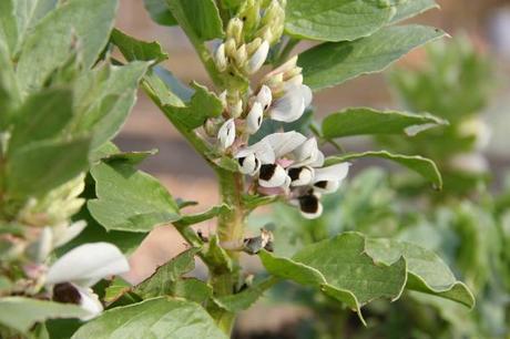 IMG_6151broadbeans Blog