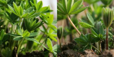 lupin leaves