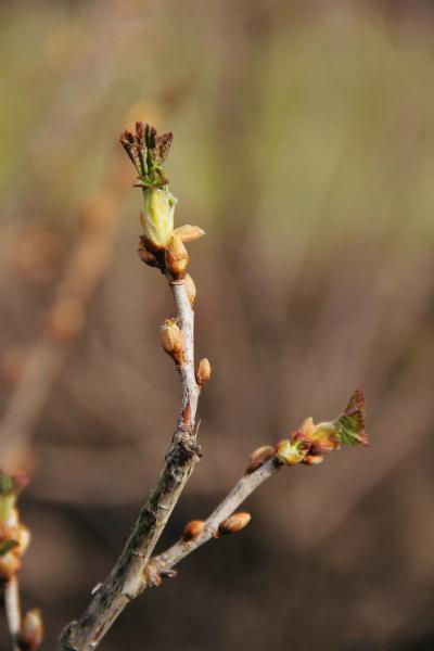 blackcurrant bush