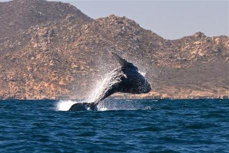 Humpback Whales in the Sea of Cortez