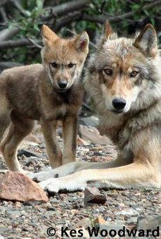 Demand an End to Idaho’s Wolf Witch Hunt – In Defense of Animals