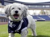 Hank Officially Makes Milwaukee Brewers Roster