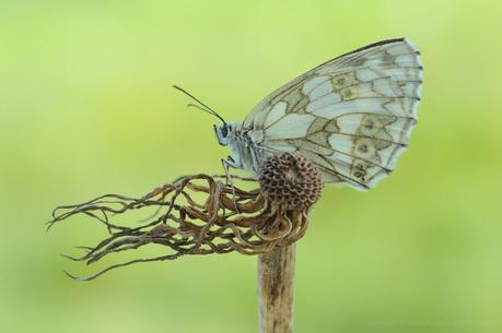 Demi-Deuil, Melanargia Galathea, Marbled White