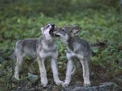 Wolf Weekly Wrap-Up Defenders Wildlife Blog