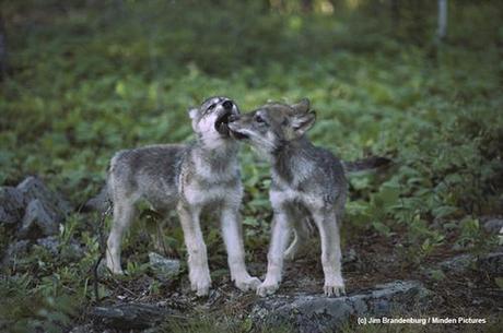 Wolf Weekly Wrap-Up – Defenders of Wildlife Blog