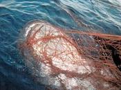 Deadly Driftnets Will Expanded Into Turtle, Whale Habitat California Coast (USA)