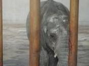 Click Stop Elephant Exports!