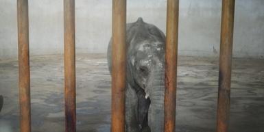 Click to stop elephant exports!