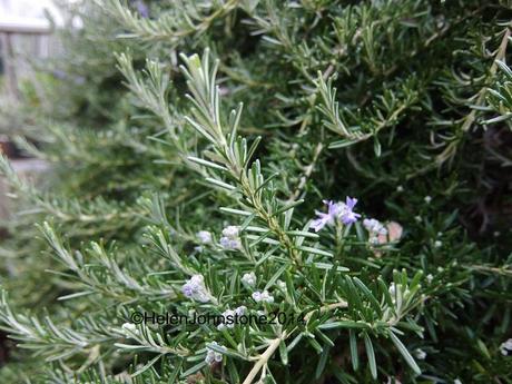 Rosemary prostrate