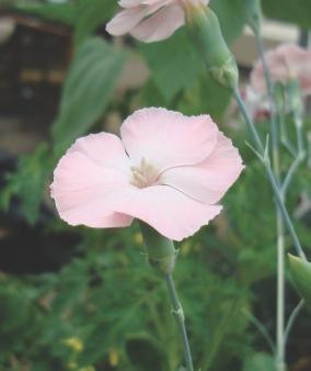 dianthus cruentas pale pink flower