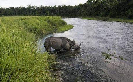 Good News for Animals in Nepal: A Full Year Without Poaching