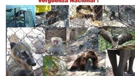 Victory; Government Accepts the transfer of POLAR BEAR ARTURO